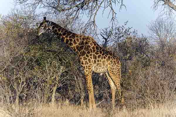 Jirafa - parque nacional Kruger - Sudáfrica.jpg